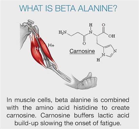 what does beta alanine do